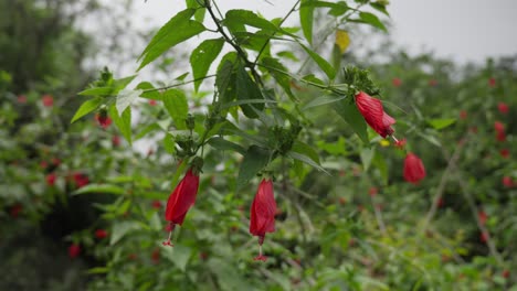 close-up of a dormant hibiscus flower in the morning