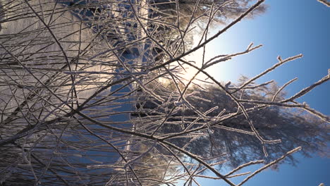 luz del sol brillando a través de ramas de árboles congelados en la soleada mañana de invierno, video vertical