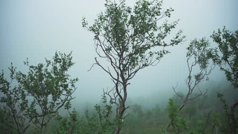 misty weather in atmospheric forest mountains. close up