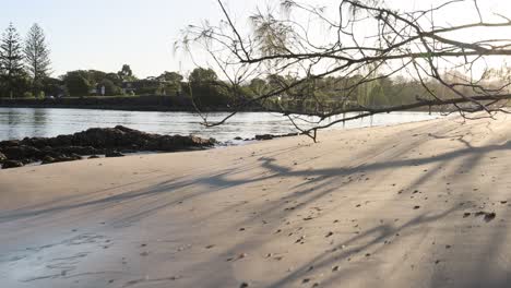 escena de playa pacífica con árboles y agua