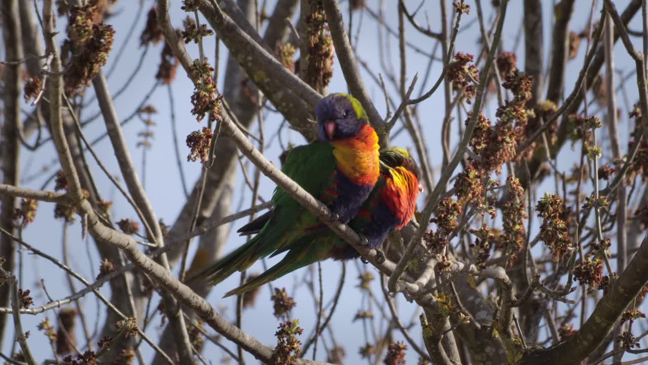 lorikeets arco iris sentados en la rama de un árbol sin hojas moviéndose en condiciones de viento