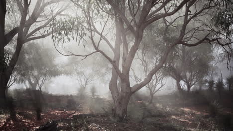 misty eucalyptus forest