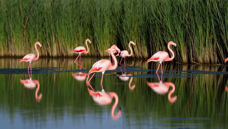 close-up of a pink flamingo feeding in water
