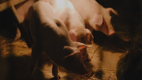 piglets in a barn at night