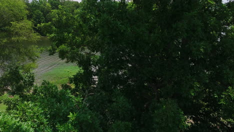 Dense-Foliage-Of-Trees-At-Mousetail-Landing-State-Park-In-Perry-County,-Tennessee-Near-Linden-In-USA