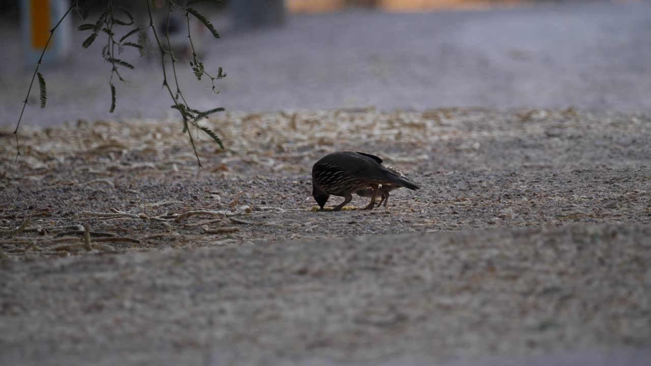 Quail eating mesquite tree seeds at dusk