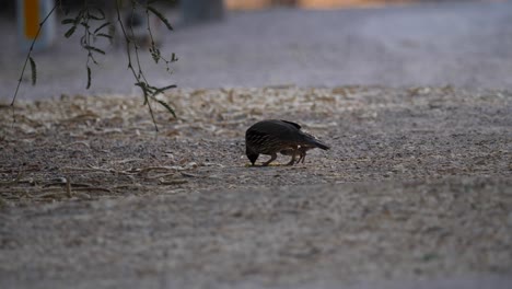 Quail-eating-mesquite-tree-seeds-at-dusk