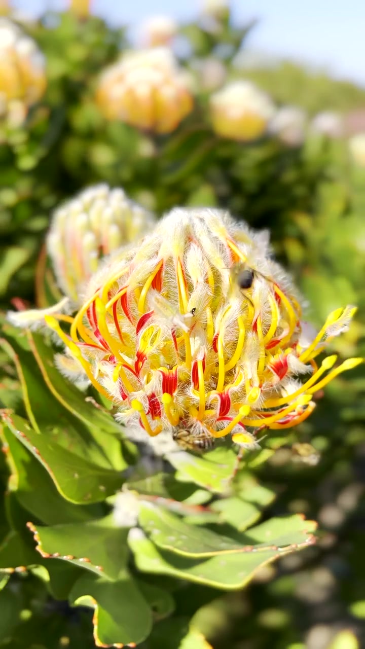Leucospermum Veldfire Pincushion amarelo vibrante movendo-se com a brisa, vertical