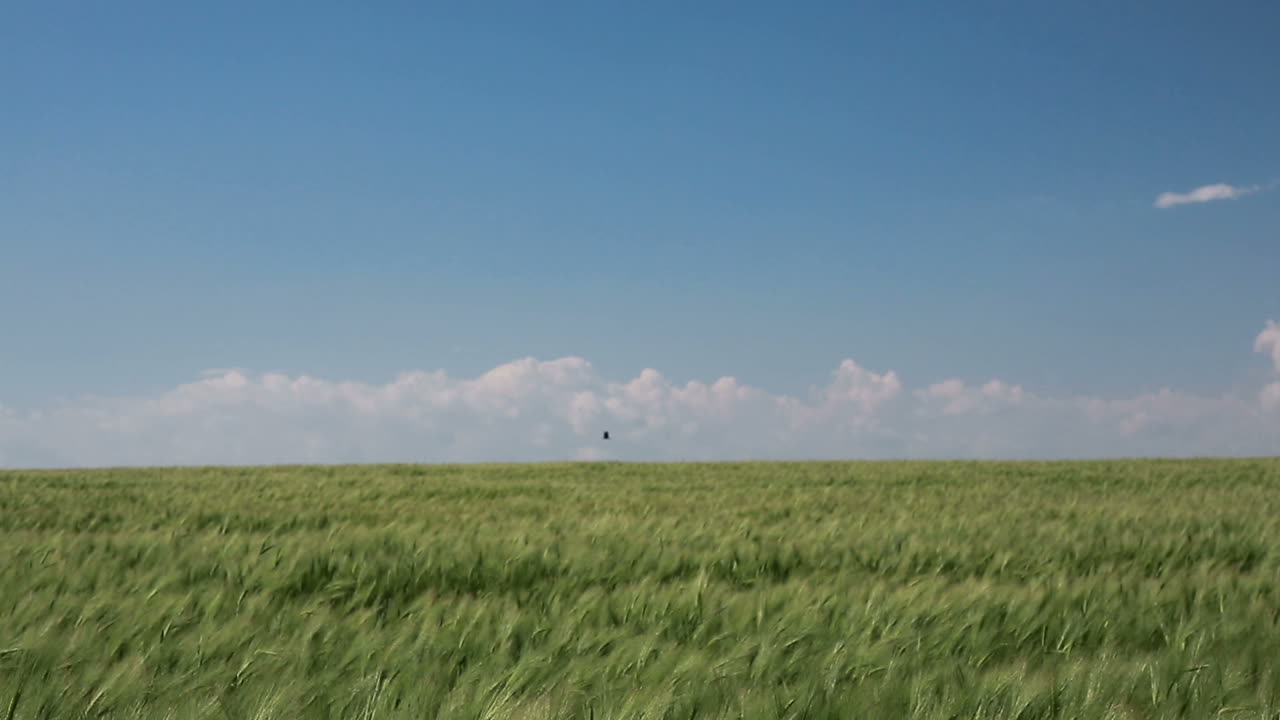 Green Wheat In The Field. Fresh green wheat field during summer day