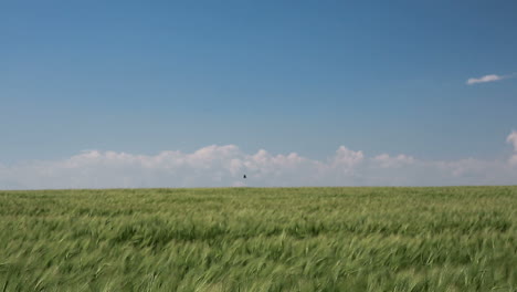 green wheat in the field. fresh green wheat field during summer day