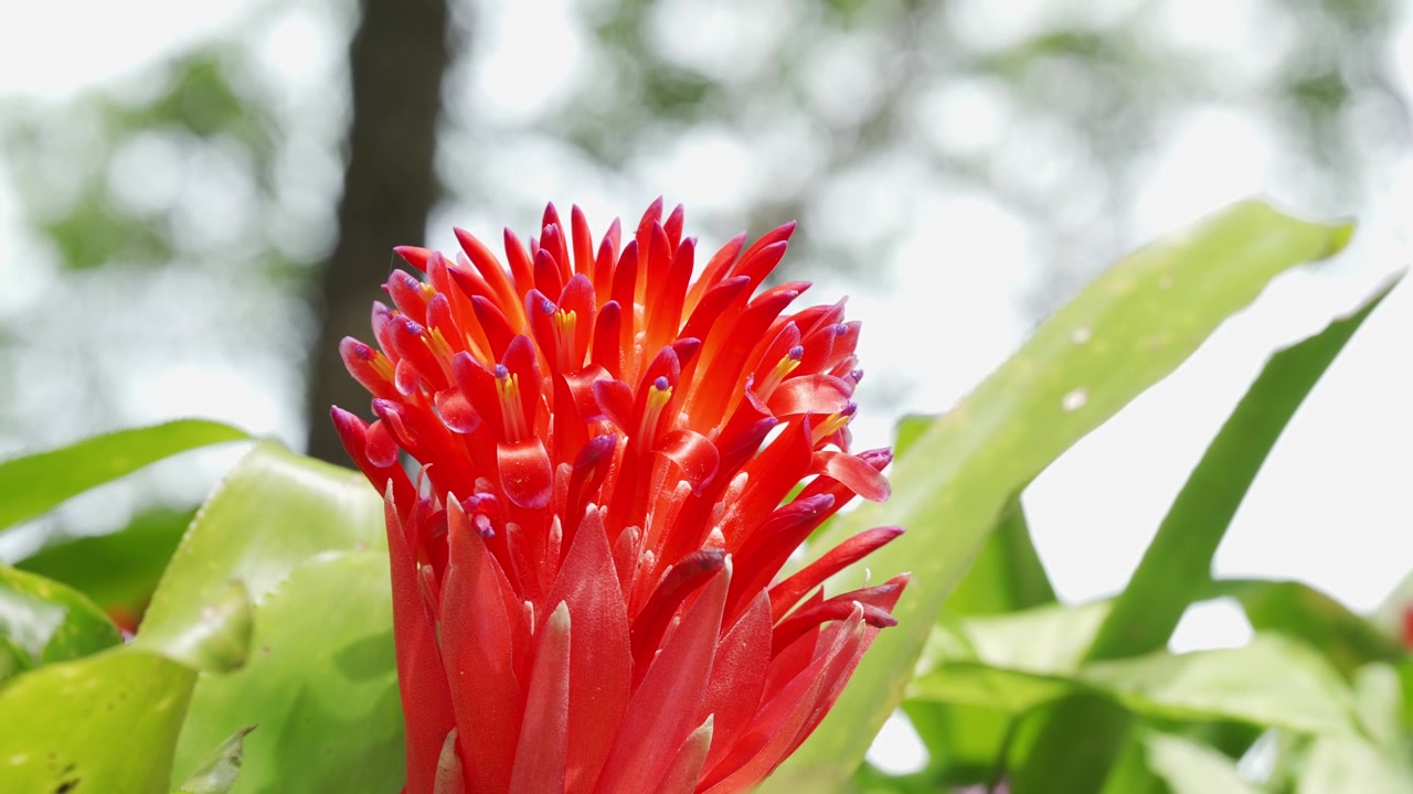 Medium static shot focusing on the dense, vibrant scarlet-red bracts and tubular purple-tipped flowers of a Flaming Torch bromeliad (Billbergia pyramidalis) swaying slightly outdoor.