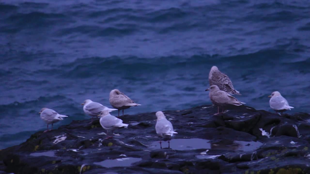 gaviotas sentadas en una roca junto a la costa islandesa descansando después de un largo día de búsqueda de comida