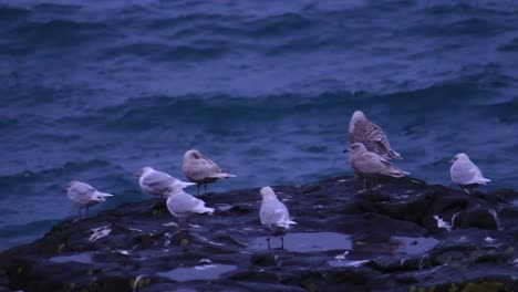 seagulls sitting on a rock by the icelandic seashore resting after a long day of food search