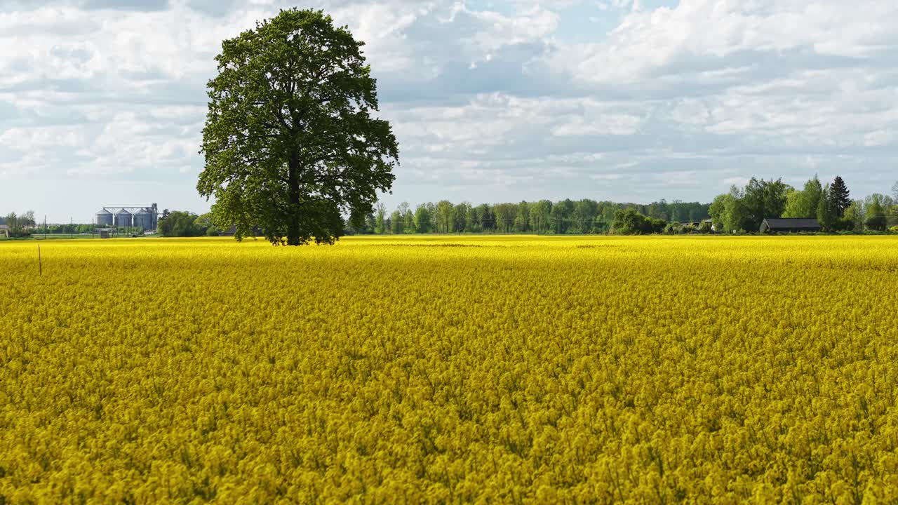 Vast yellow rapeseed fields with a lone tree and distant buildings, aerial view
