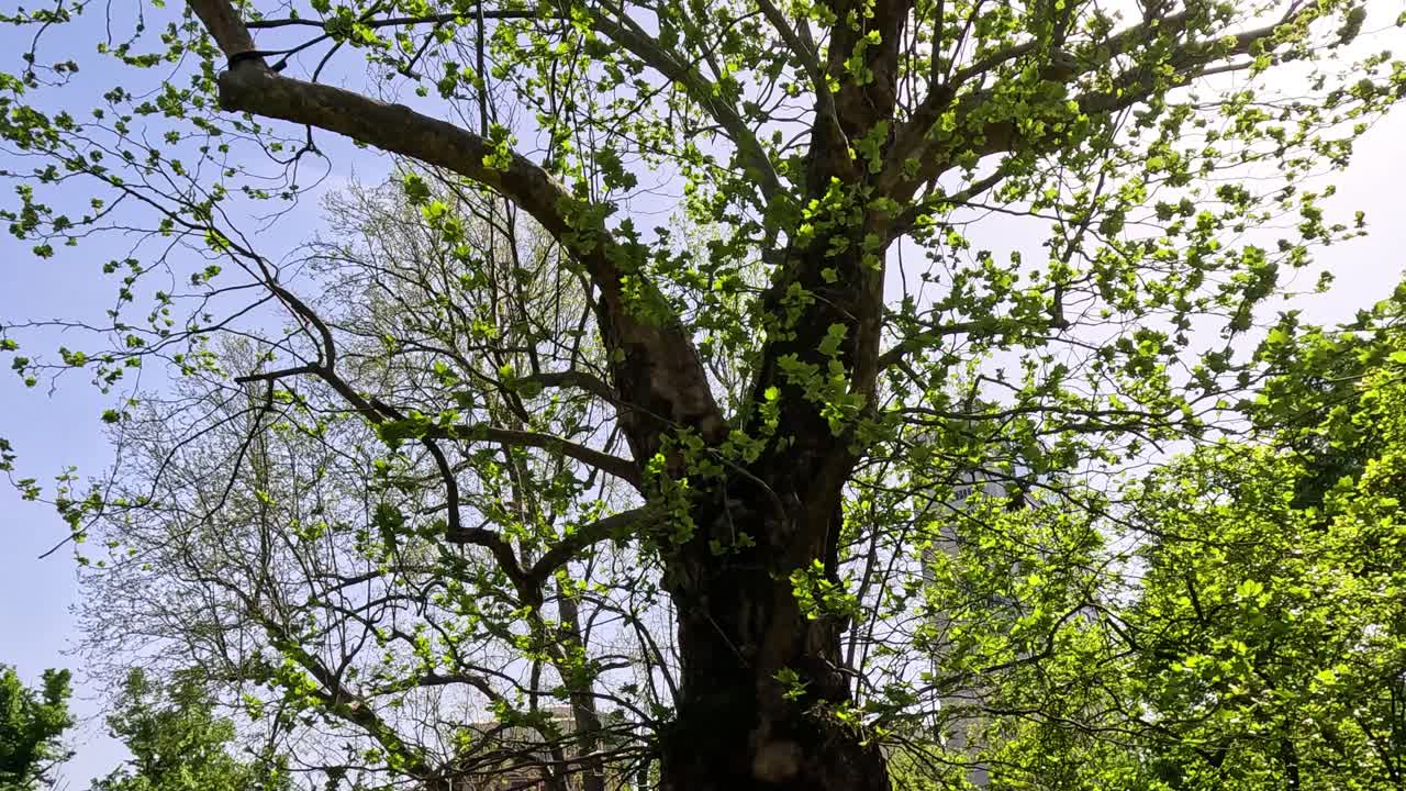 A tree in a sunny park setting