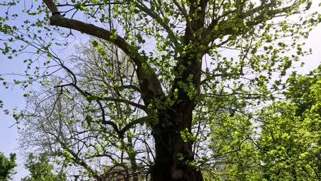 un árbol en un parque soleado