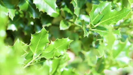Close-up of green ivy leaves moving in sunlight, shallow depth of field, soft focus