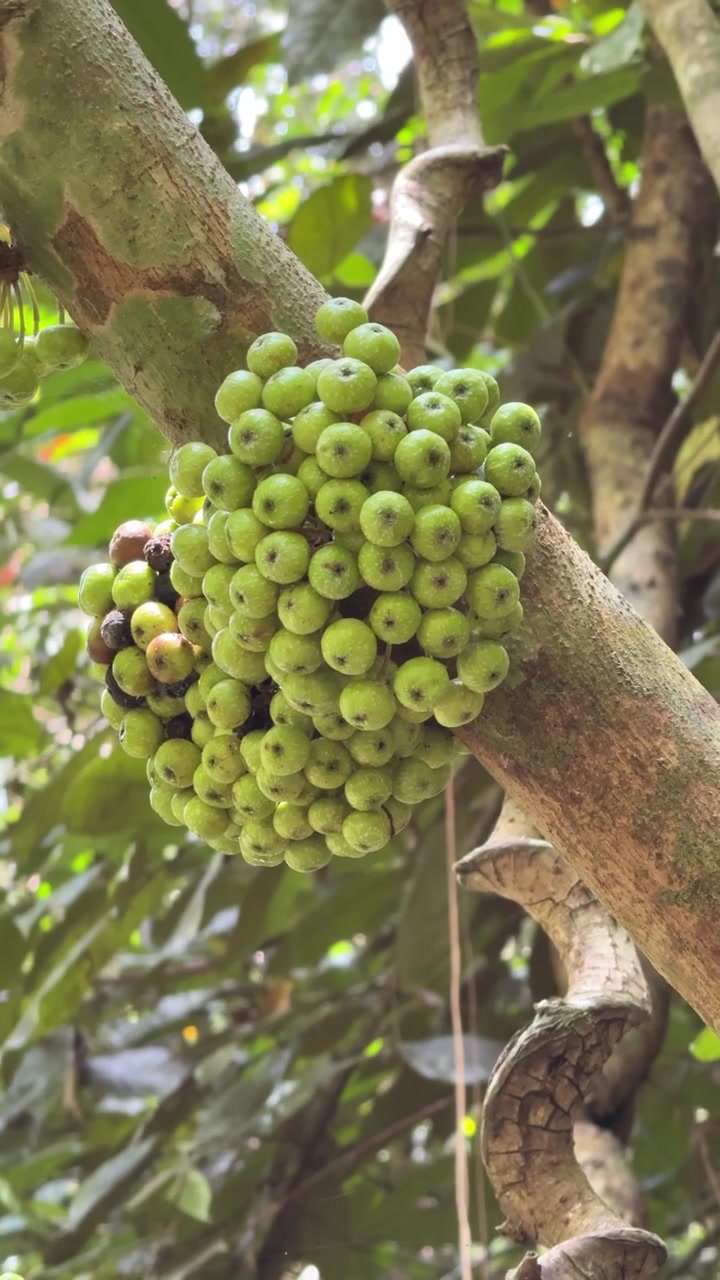 Cluster of Green Figs Growing on a Tree Branch