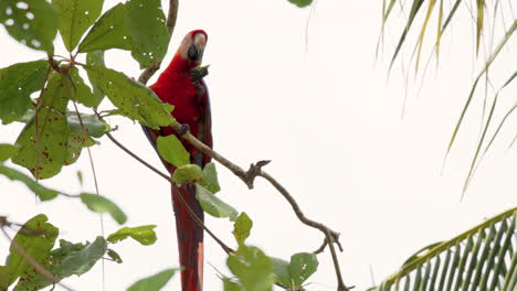 wild scarlet macaw feeding on tree branch in costa rica rainforest, slow motion