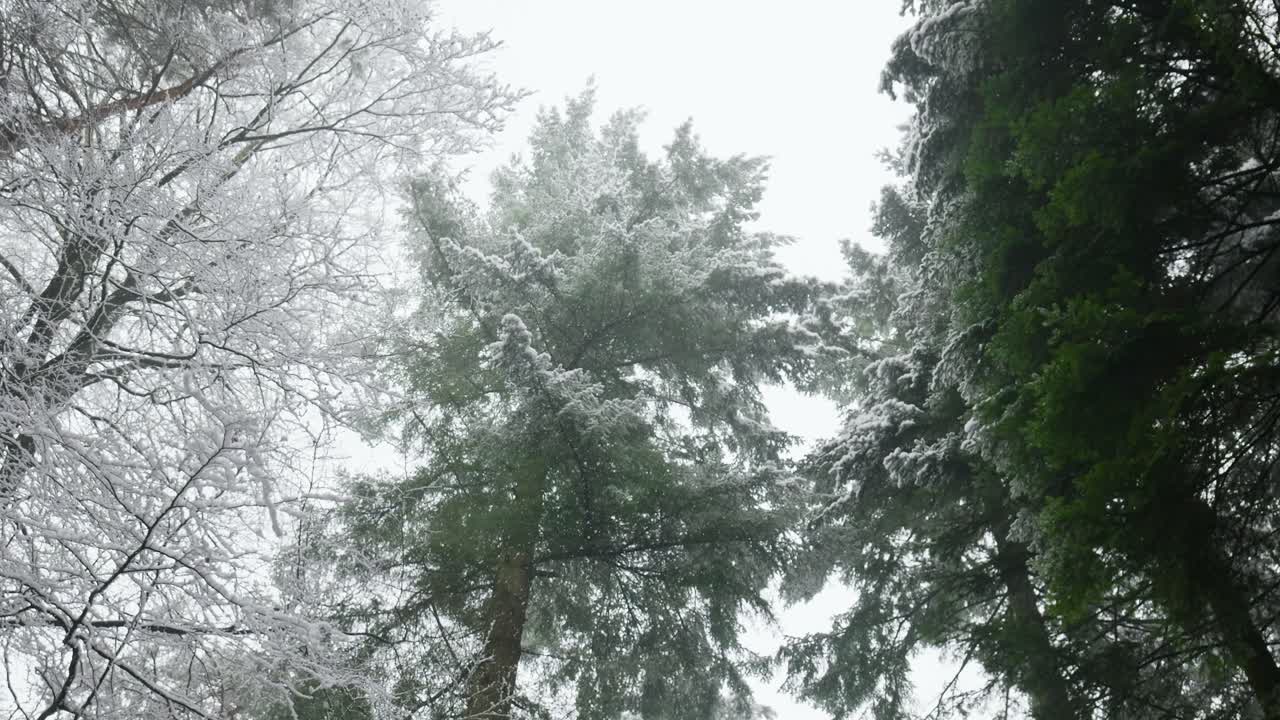 Snowy Winter Forest Canopy