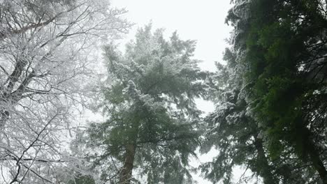 snowy winter forest canopy