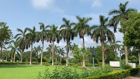 Wunderschöne-Palmen-In-Einem-Garten-Mit-Blauem-Himmel-Im-Hintergrund