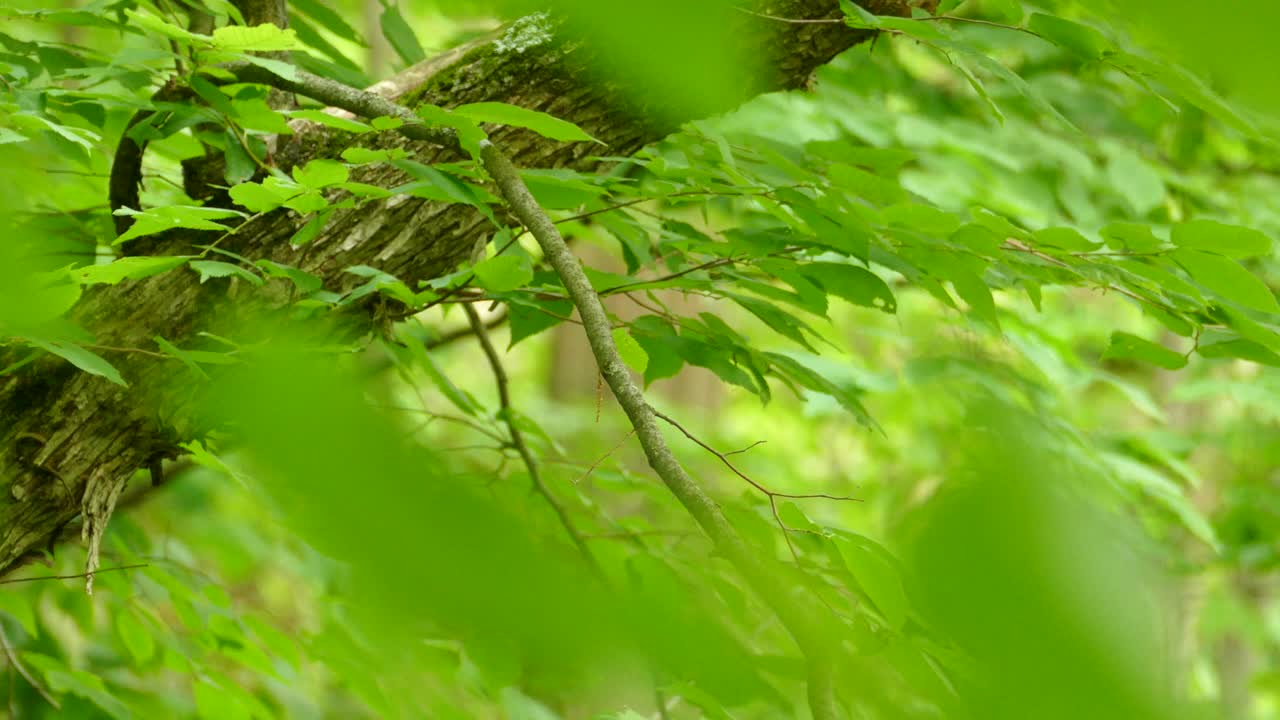 캐나다 온타리오에 있는 나뭇가지에 앉은 새, 정적 중간 샷