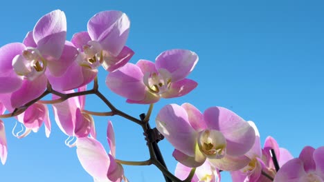 pink orchids, members of the orchidaceae family, are seen against a clear blue sky