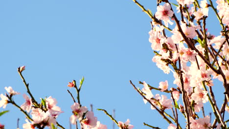 delicate pink and white blossoms of stone fruit tree sway in breeze