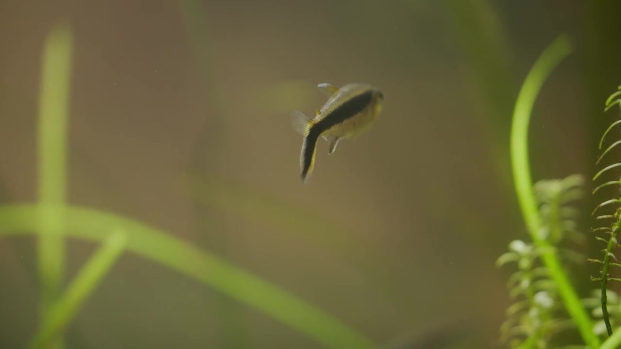 Penguin Tetra Close Up Swimming in 20 Gallon Fish Tank