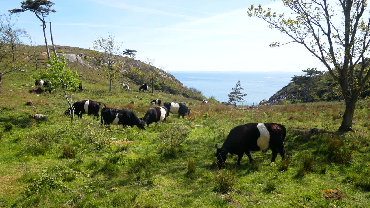 mucche in un campo di mucche