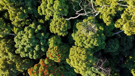 aerial view of lush green forest with red flowers