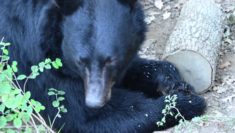 Ein-Schwarzbär-Frisst-Einen-Apfel-Auf-Einem-Waldboden-Mit-Abgestorbenen-Blättern-Und-Stämmen