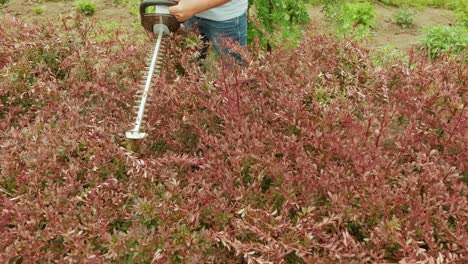 gardener trimming hedge in green park with electric trimmer for hedge. worker shaping bushy fence in the garden. cutting shrub plant with orange electric trimmer in the backyard.