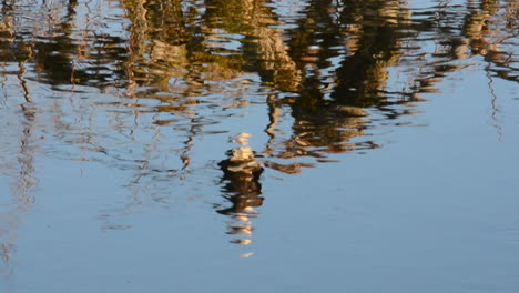 the reflection of a bald eagle perched in a tree on the river water below in the wilderness of kodiak island, alaska