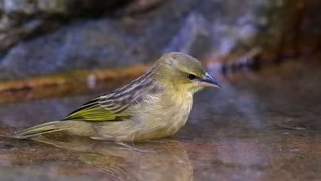 A-small,-brown-Weaver-bird-in-a-clear-pool-of-water,-relaxing---Close-up