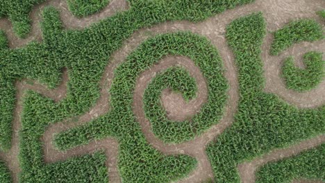 exploración aérea del laberinto de maíz