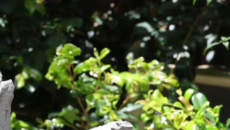 el loro se limpia y luego vuela desde la percha en el jardín