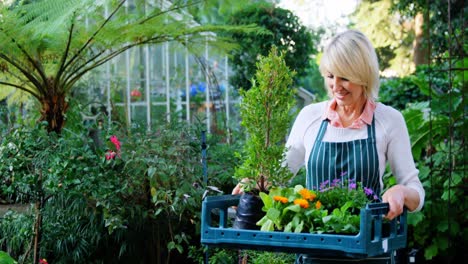 Mature-woman-holding-flowers-crate