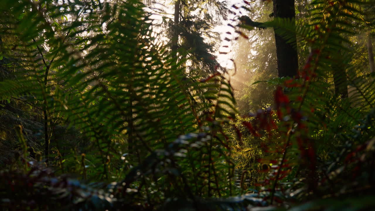 Primeros rayos de sol de la mañana filtrándose entre los árboles del bosque en el Parque Nacional Olympic, creando una atmósfera serena y neblinosa. Ideal para vídeos de naturaleza, paisajes y zonas salvajes.