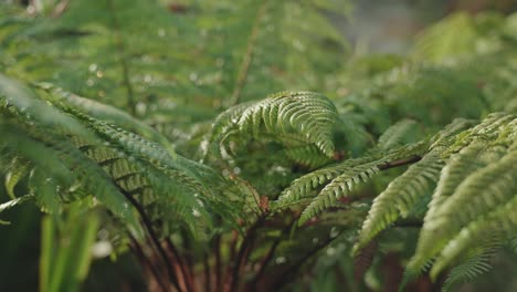 Sunlight-falling-on-fern-leaves