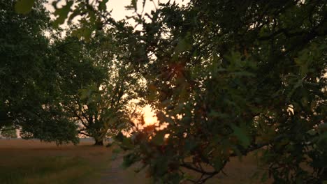 sunset through the branches of oak trees