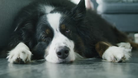 Medium-wide-shot-of-a-dog-sleeping-on-the-floor