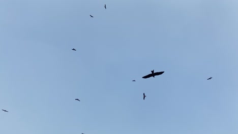 Geier-Fliegen-Am-Himmel-Vor-Blauem,-Klarem-Himmel