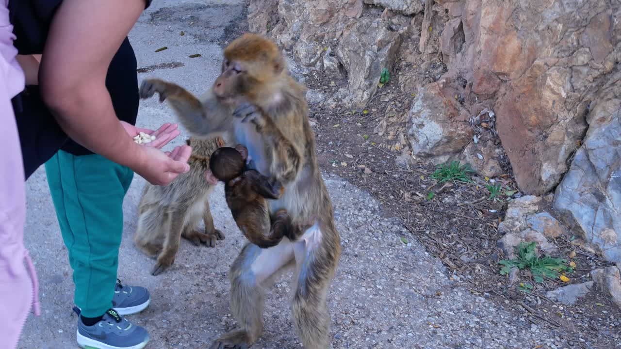 A person feeds a baby monkey held by its mother