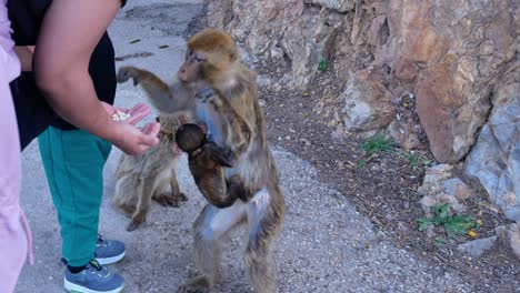 a person feeds a baby monkey held by its mother