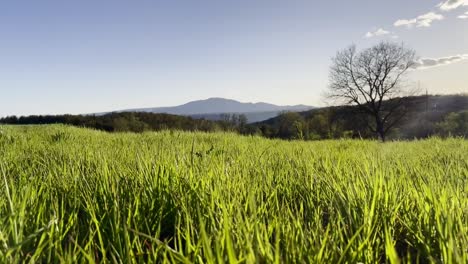 beautiful landscape of a green grass field with a distant mountain and a solitary tree under a clear blue sky. peaceful and serene countryside view