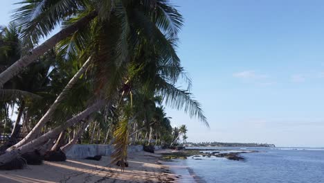 Seaside-Coconut-palm-trees-leaning-out-towards-beach-with-dislodged-exposed-roots