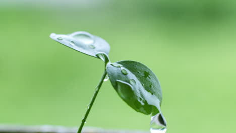 Gotas-De-Agua-Dulce-Que-Caen-Sobre-Las-Hojas-De-Una-Planta-Recién-Brotada,-Lo-Que-Indica-Los-Nutrientes-Que-Necesita-Para-Crecer.