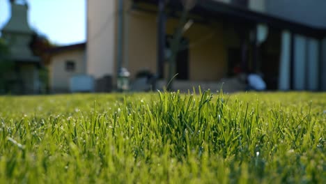 close-up view of a small hill overgrown with freshly cut grass in the garden in front of the house in the background on a sunny day